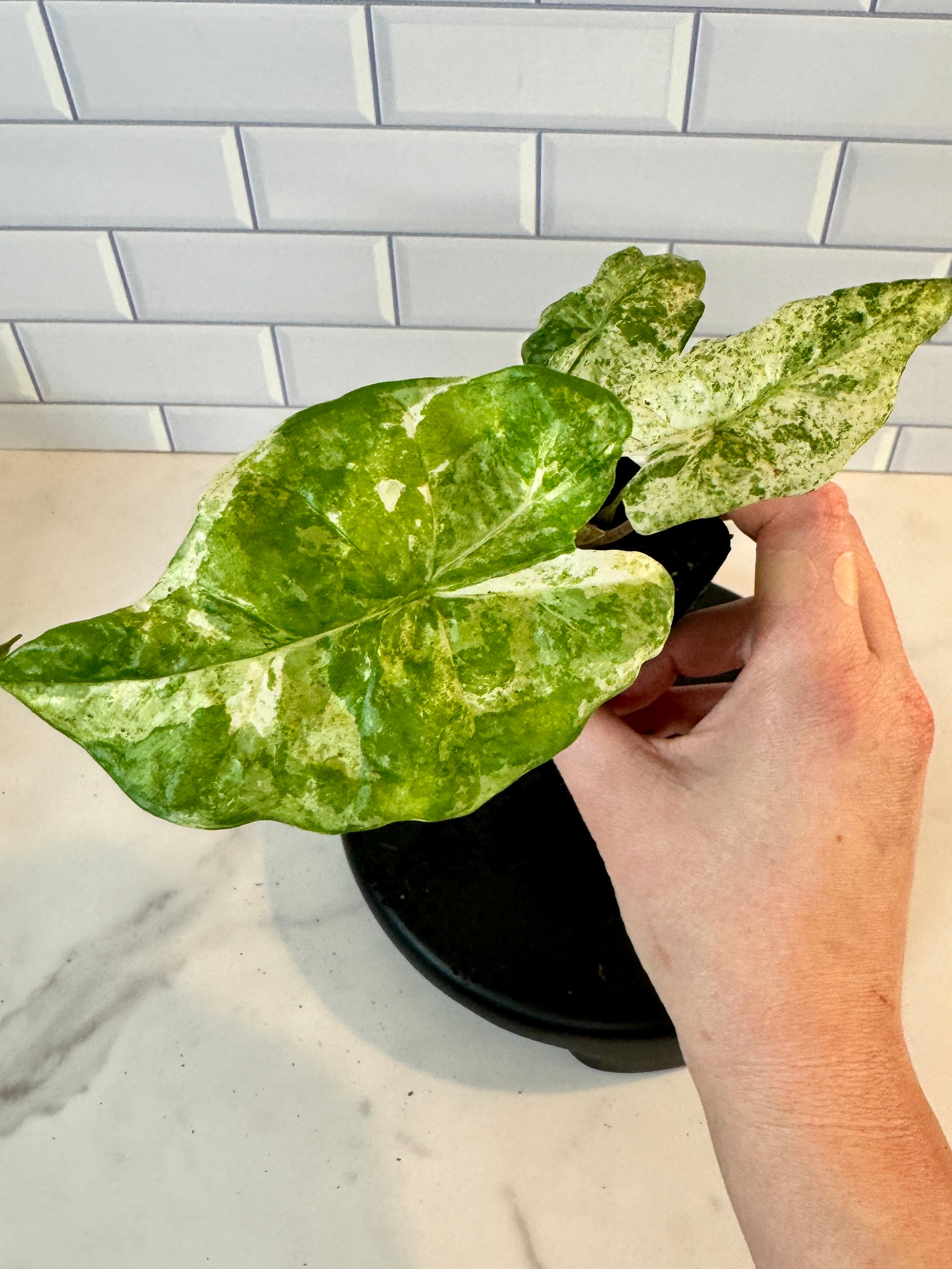Alocasia Odora Batik Variegated | The Foliage Studio